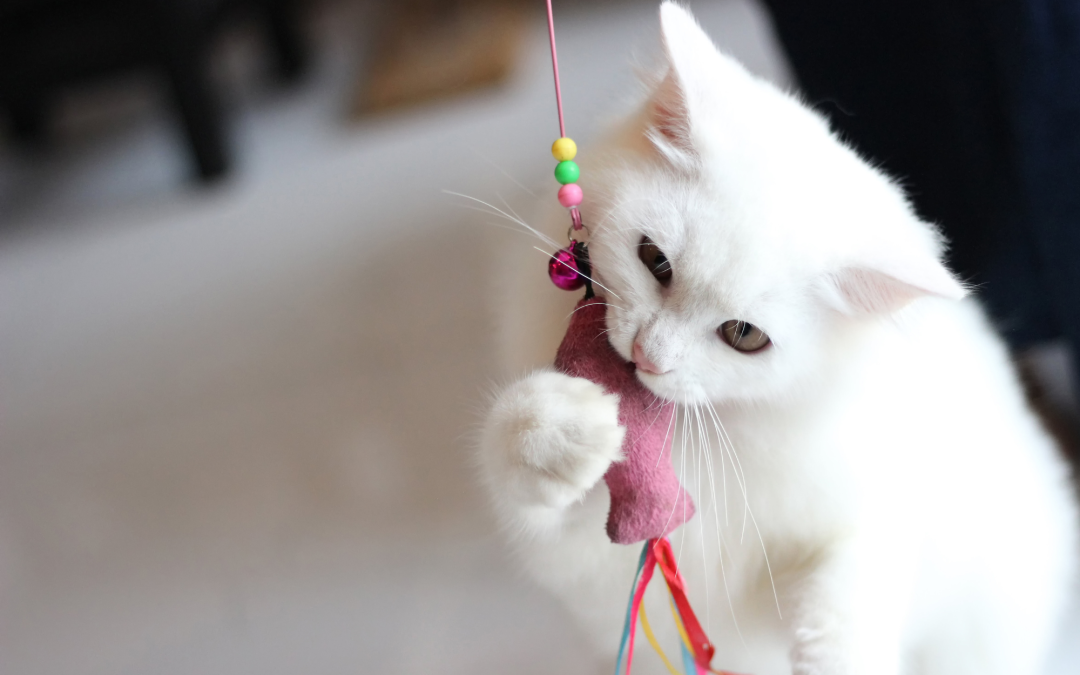 Best Cat Toys to Keep Your Feline Friend Entertained and Active