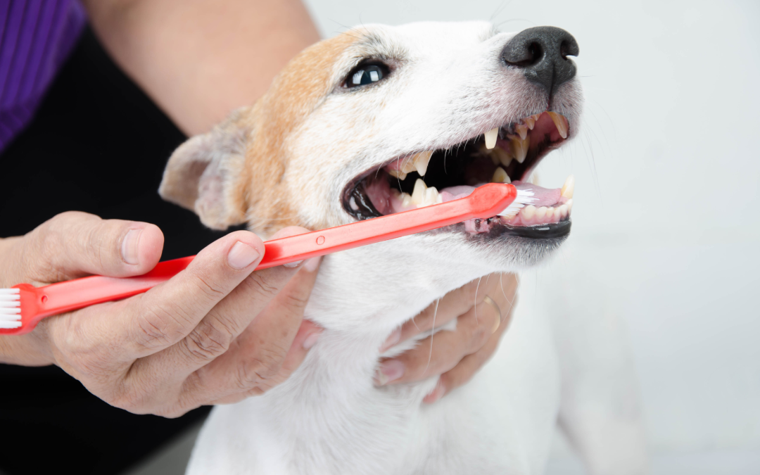 Effective Dental Care for Pets: Choosing the Right Supplies for Clean Teeth