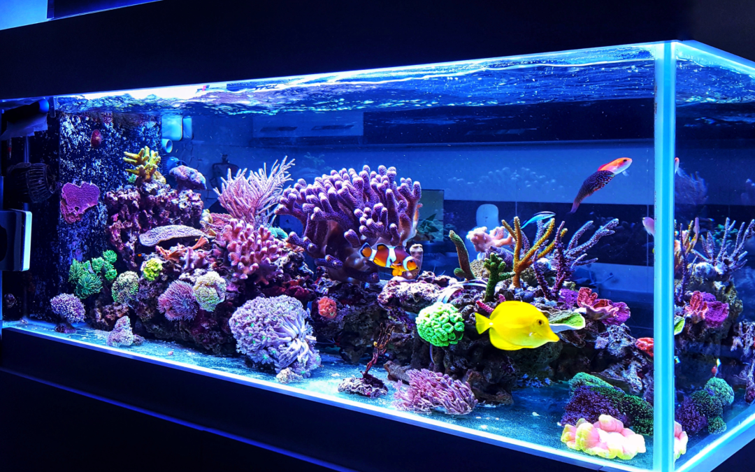 How to Set Up the Perfect Aquarium: Supplies You Need for Freshwater and Saltwater Tanks